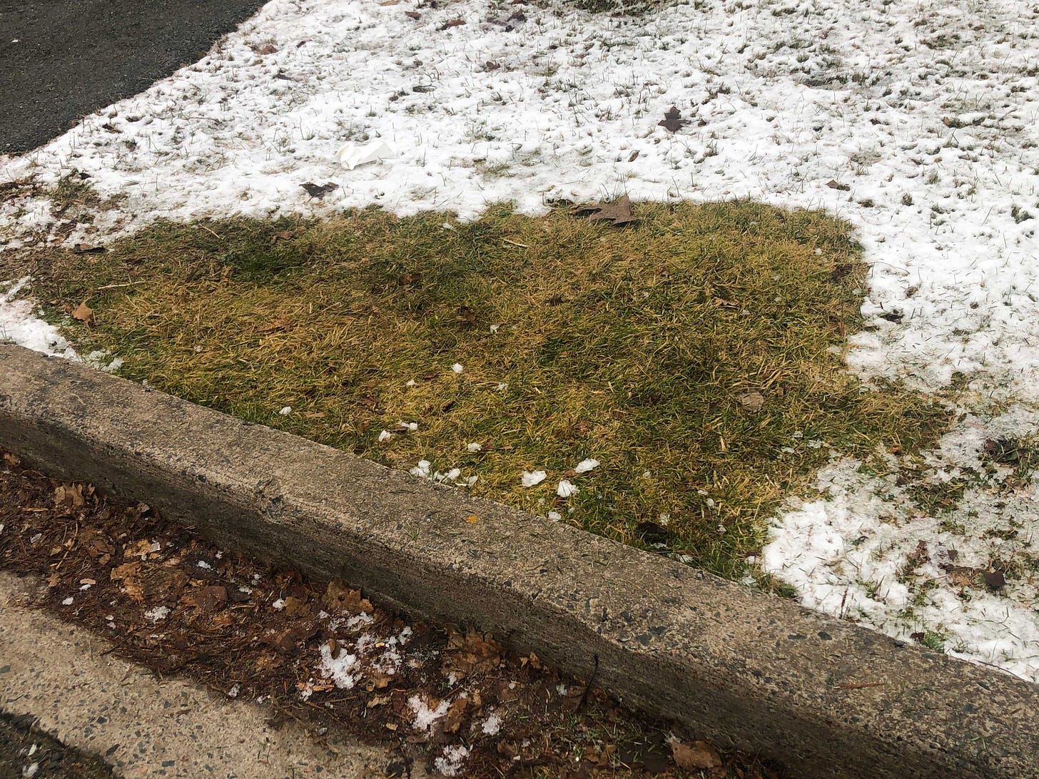 Green grass in the shape of a fir tree surrounded by snow against the edge of a road. Photo credit: Nancy Forde. All rights reserved.