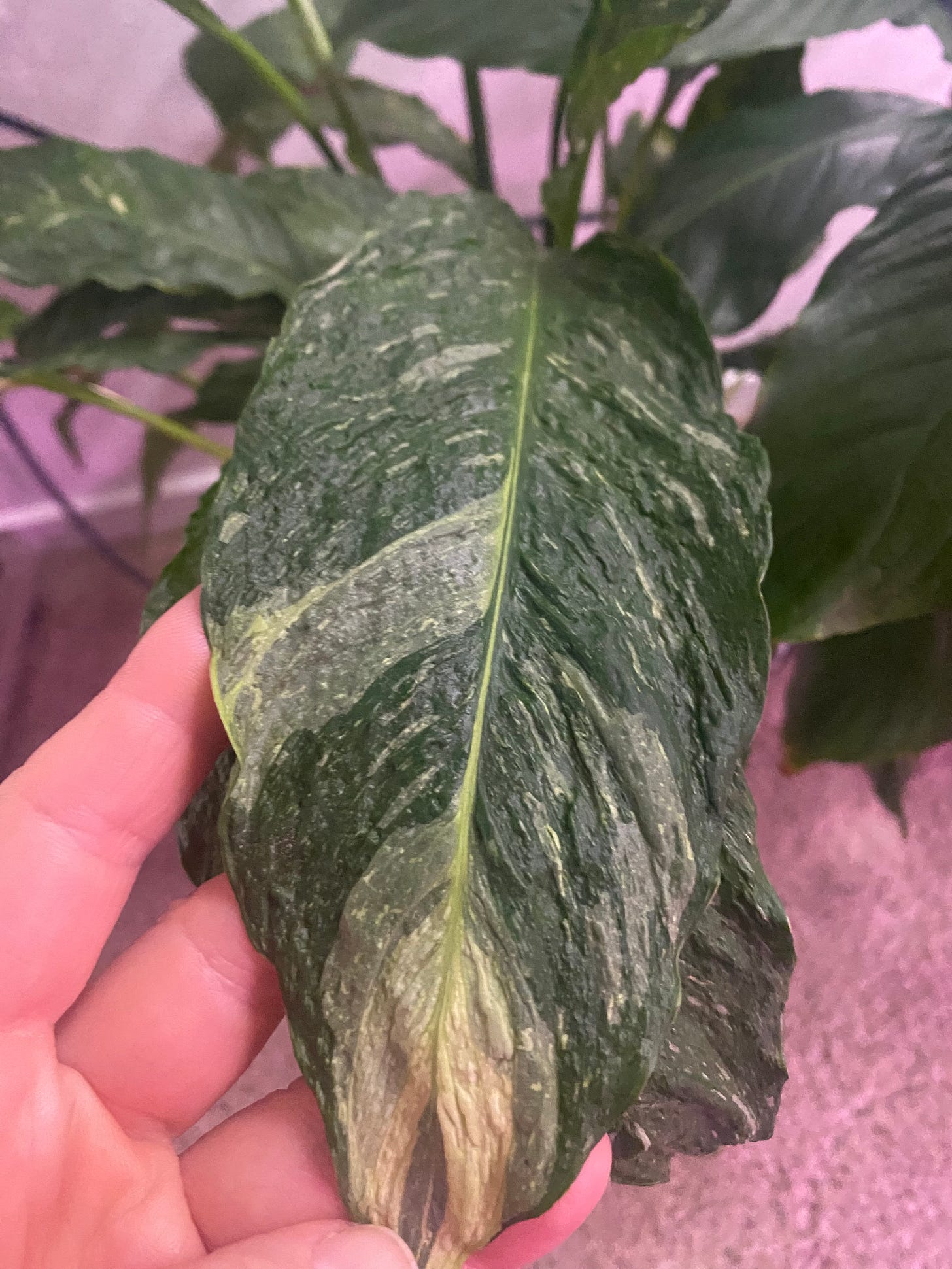 A close up of a variegated peace lily leaf showing the variegation and wrinkly texture.