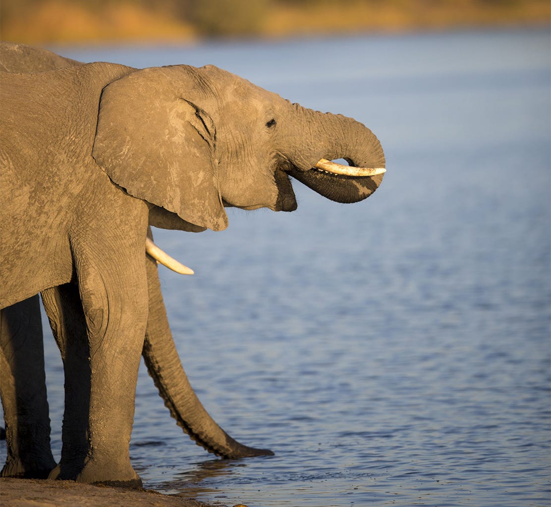 An African elephant in Mudumu National Park, Namibia. An African elephant in Mudumu National Park, Namibia.