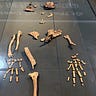 Anthropology.net