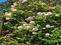 Cecile Bruner pink roses