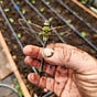 Farmer Rox Writes's avatar