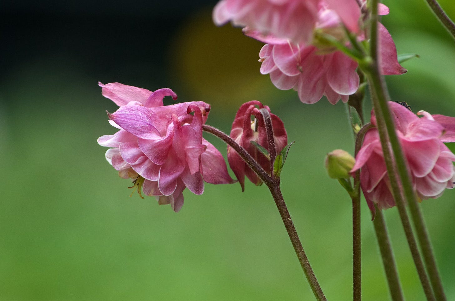Pink Meadow Rue blossoms against a summery green background.