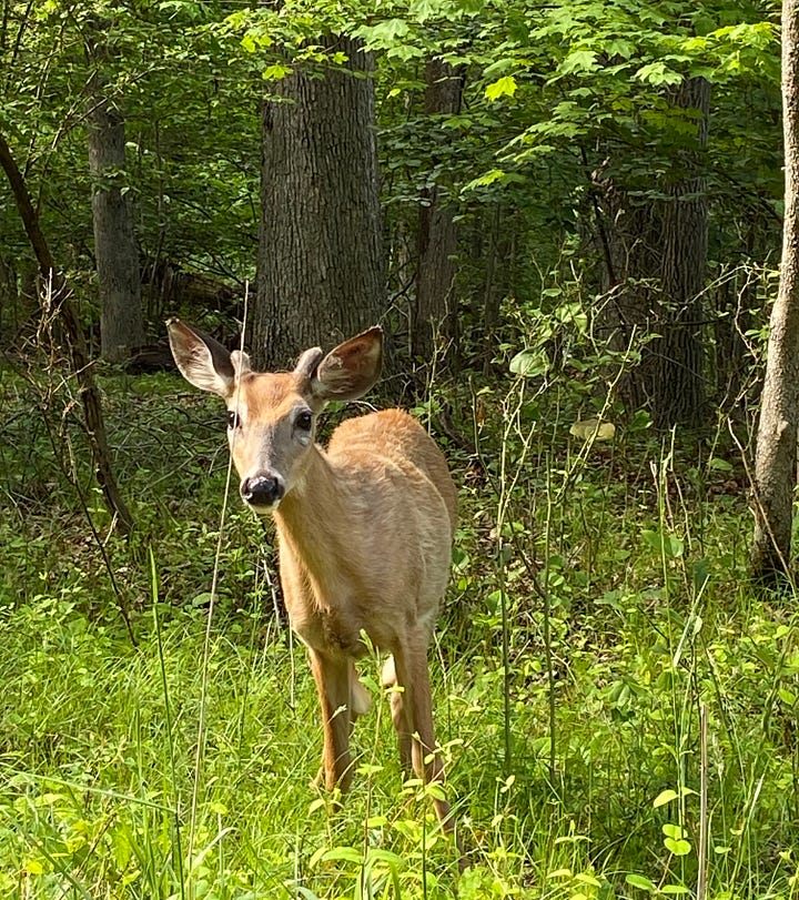 A deer coming out of the forest towards my car.