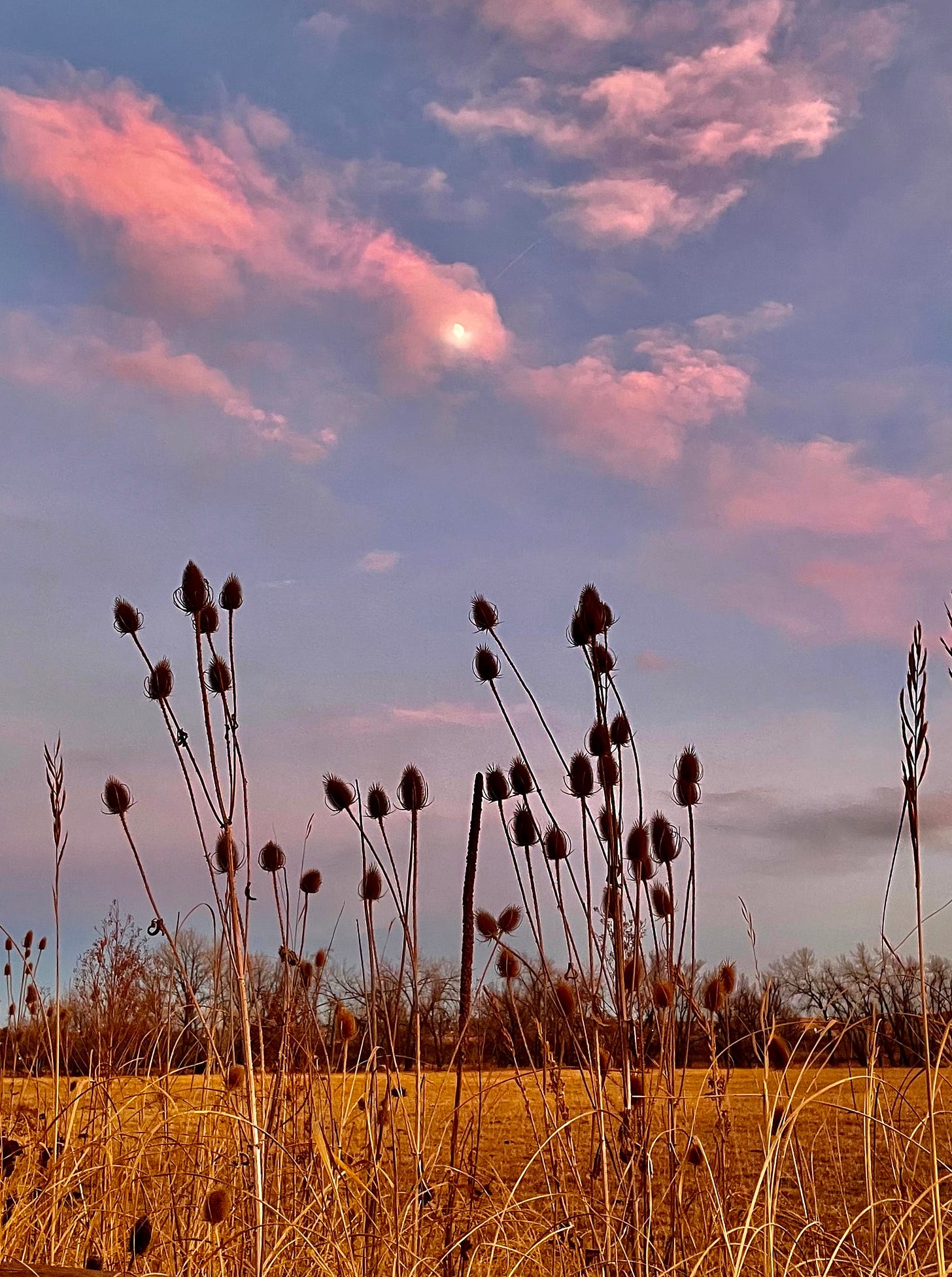 May be an image of teasel and nature