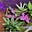 SwedishRainbow_Garden's avatar
