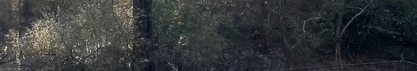 Woods with little light