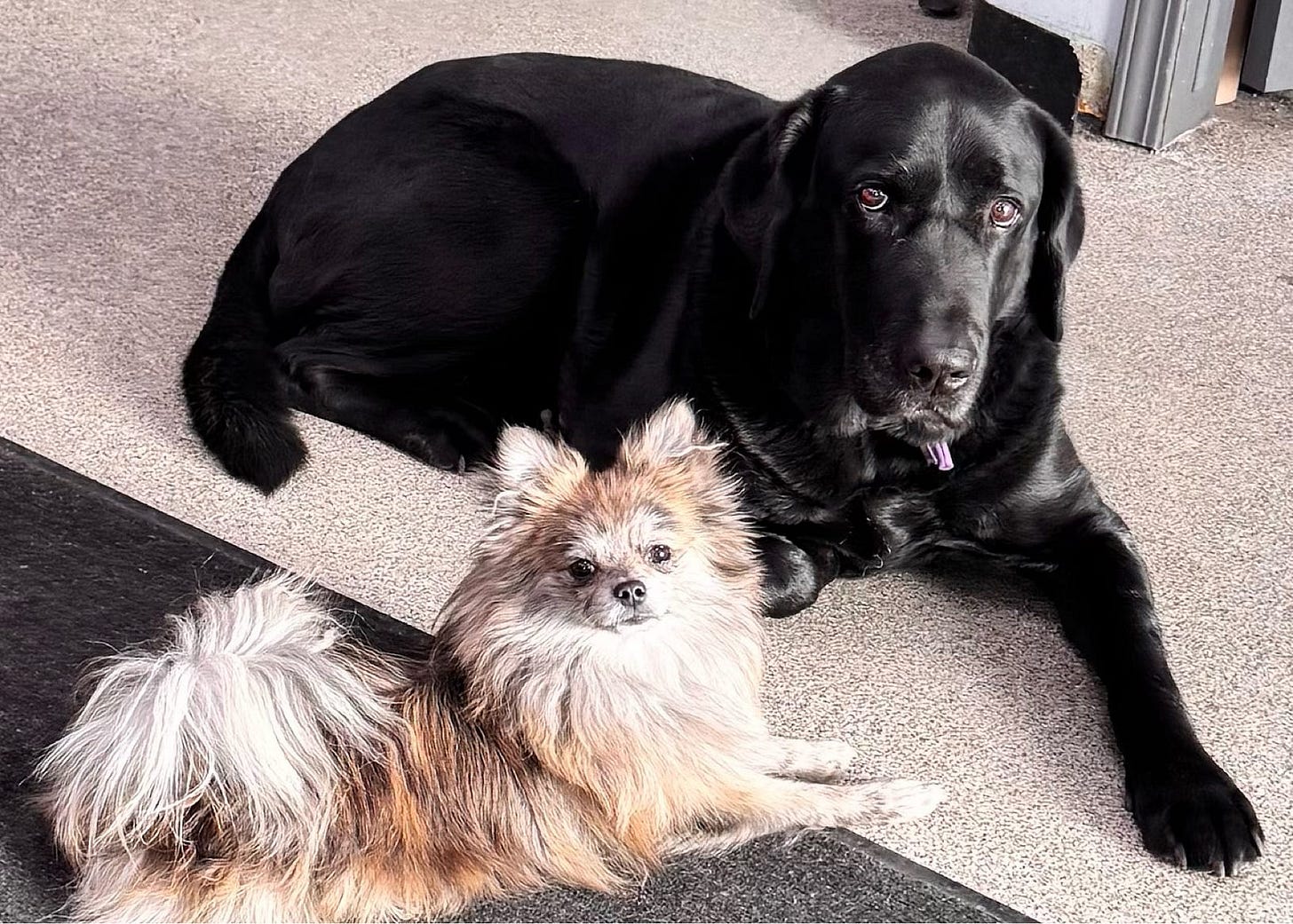 Another picture of a black lab and a Pomeranian sitting side by side