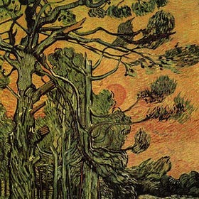 Pine Medicine and Mystery