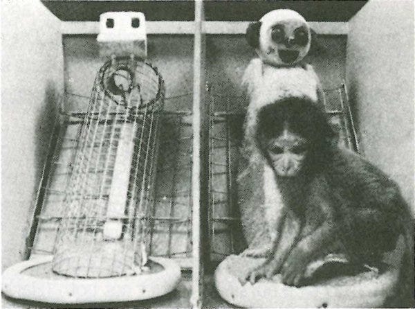 An image from Harry Harlow's experiments with rhesus macaques. A small baby monkey sits crouched near the "cloth mother" while the "wire mother" is alone in the other half of the frame. 