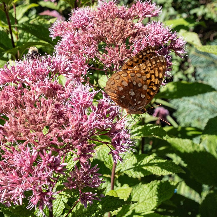 Diptych: Left and right contain close up of large pink flowers. On the left, a black and orange butterfly eats on a flower, only one wing showing; On the right, an orange and black with gray spotted moth eats, also with its wing raised.