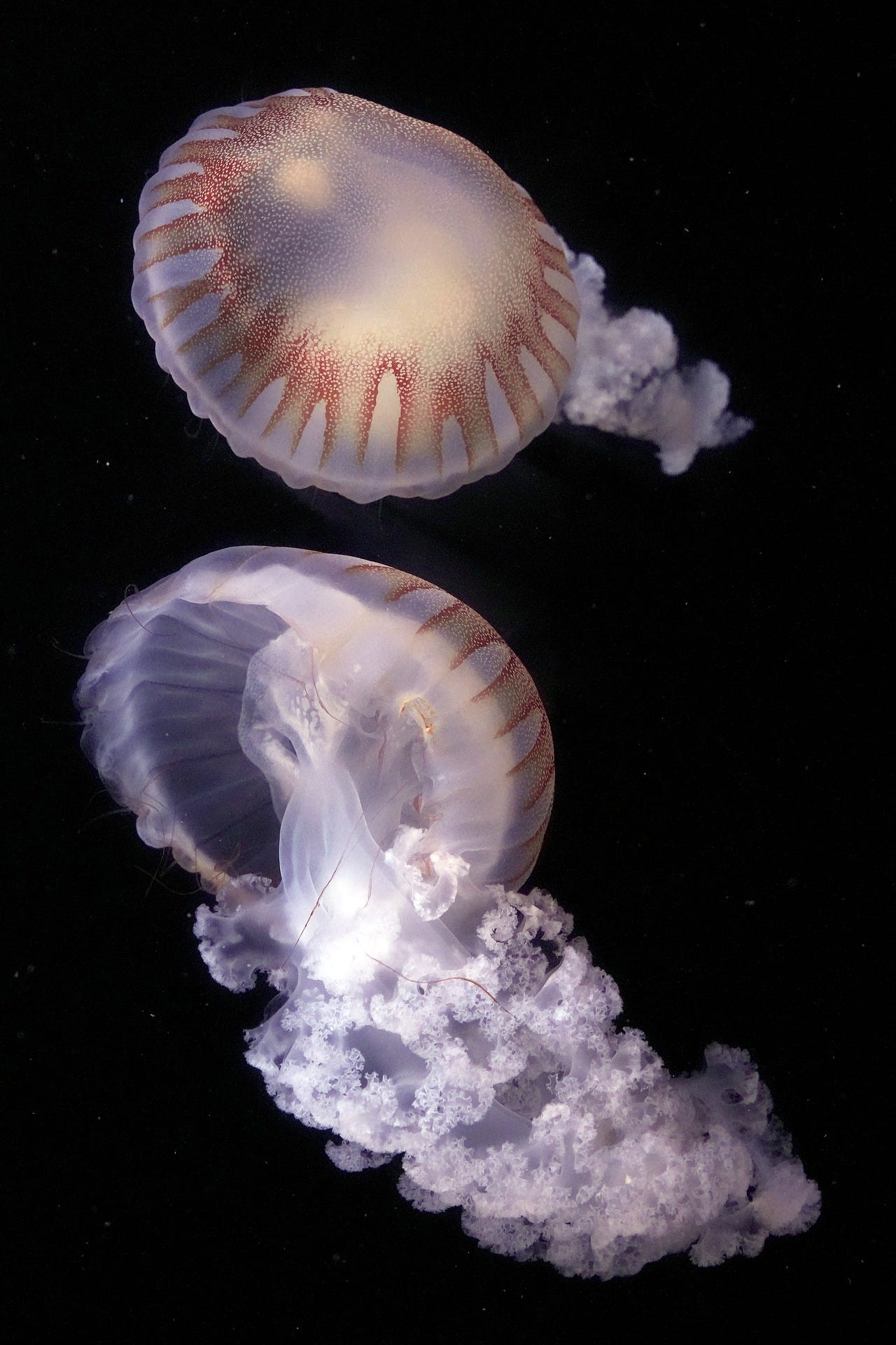 two translucent jellyfish with red caps float against a black background