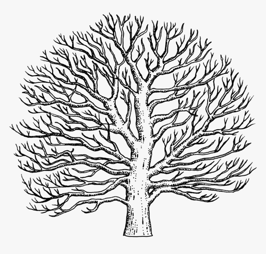 Drawn Tree Sycamore Tree - Easy To Draw Sycamore Tree, HD Png Download ,  Transparent Png Image - PNGitem