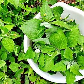 My Theology Includes the Eating of Weeds