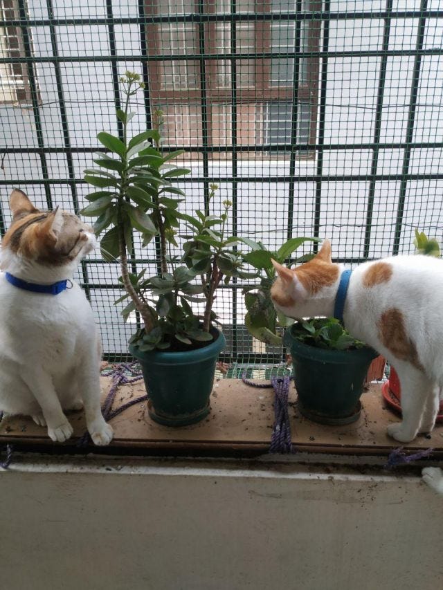 Two cats sitting on either side of potted plants and smelling it. Two cats sitting on either side of potted plants and smelling it.