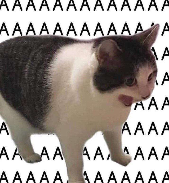 This may contain: a black and white cat is standing in front of a wall with letters on it This may contain: a black and white cat is standing in front of a wall with letters on it