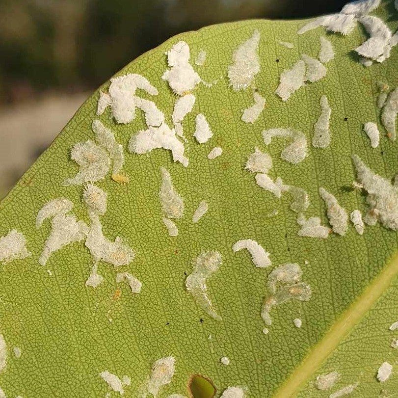 Lerps and psyllid nymphs on Corymbia ficifolia Lerps and psyllid nymphs on Corymbia ficifolia