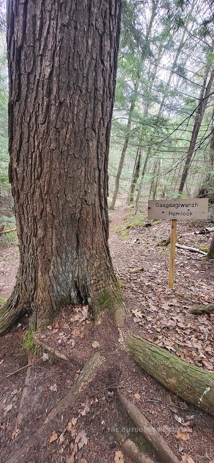 A side-by-side gallery of two photographs highlighting Anishinaabe presence. The first shows an interpretive educational sign in the park entrance detailing the Anishinaabeg principles of respect for the land, animals, and plants. The second shows a towering, mature hemlock tree next to a wooden trail sign displaying both its English and Anishinaabe name (Gaagaagiwanzh).