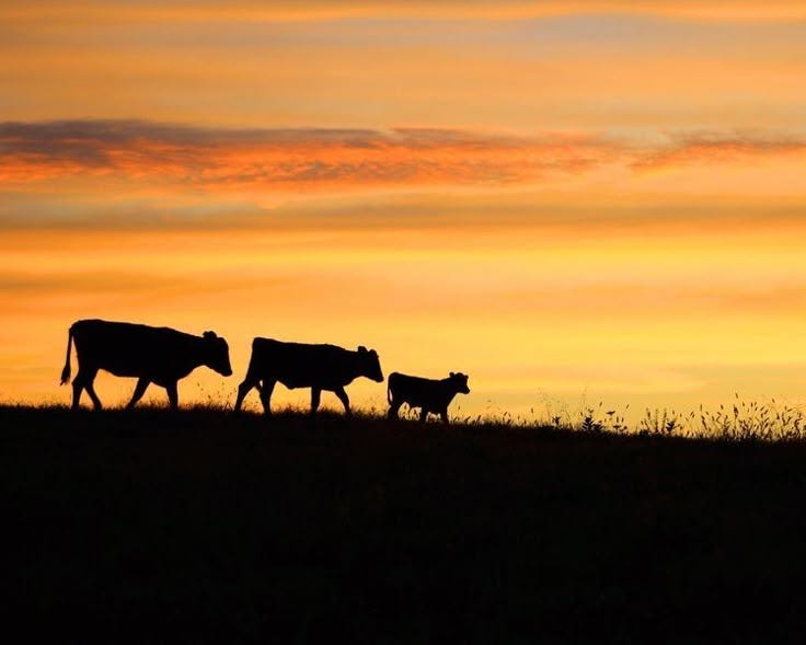 This may contain: three cows walking across a grass covered field at sunset with the sky in the background