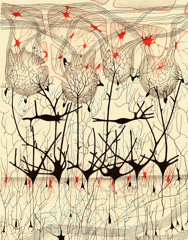Camillo Golgi nervous system illustration