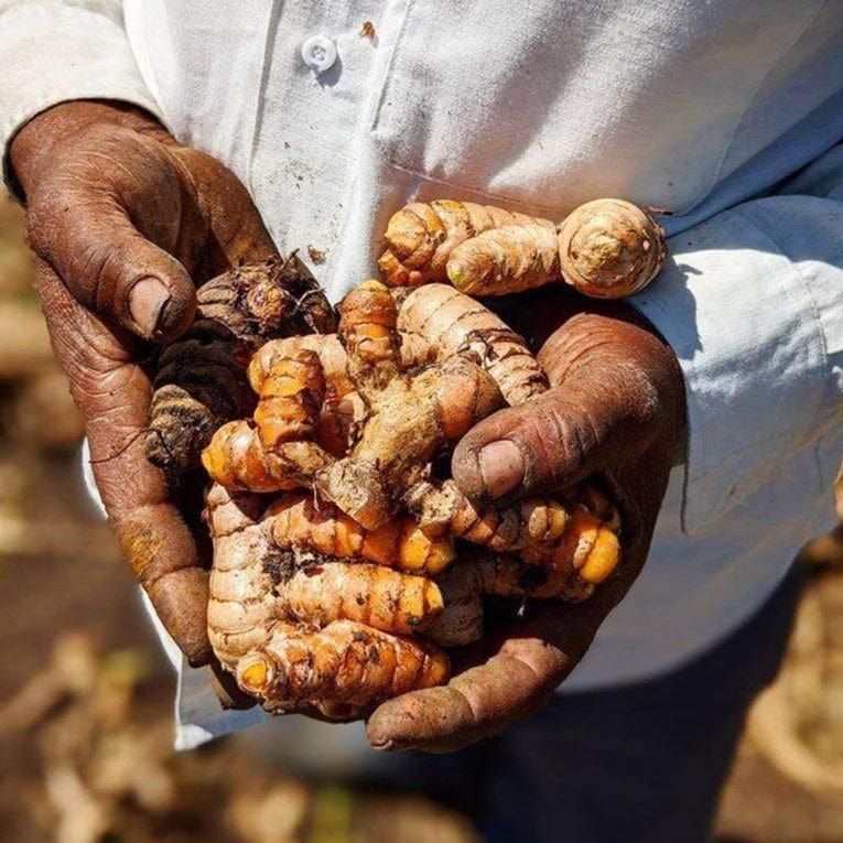 New Harvest Turmeric - Haldi - Ground, Lead Free – Burlap & Barrel