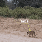 Bro, You Get Those War Plans I Texted You? Tabs, Tues., March 25, 2025