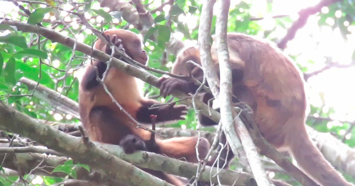 Descrição: Dois macacos-prego interagindo entre os galhos de uma árvore. O macaco à esquerda está sentado de perfil, com pelagem marrom-dourada e patas escuras, gesticulando em direção ao companheiro. O segundo macaco está à direita, ligeiramente acima e de costas, inclinado para interagir com o primeiro. Descrição: Dois macacos-prego interagindo entre os galhos de uma árvore. O macaco à esquerda está sentado de perfil, com pelagem marrom-dourada e patas escuras, gesticulando em direção ao companheiro. O segundo macaco está à direita, ligeiramente acima e de costas, inclinado para interagir com o primeiro.