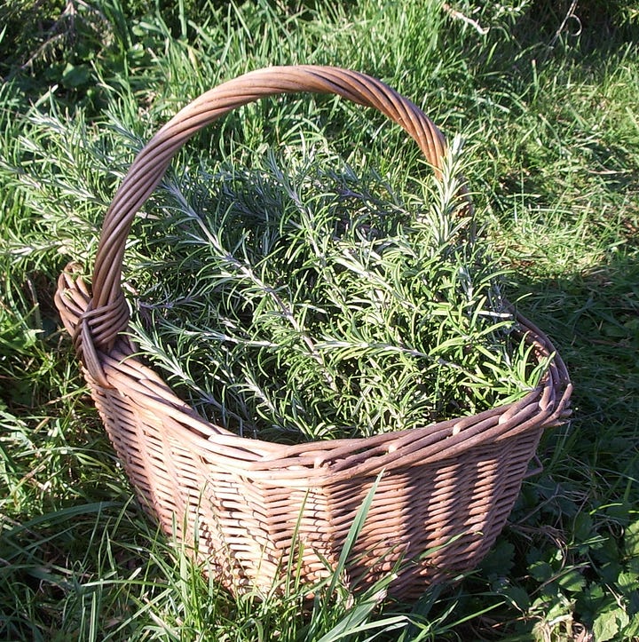 Rosemary and witch hazel leaves with bottle labels