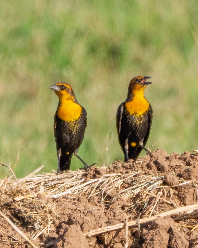 20250908-Manville-447-Edit.jpg 20250908-Manville-447-Edit.jpg