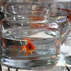 Essay 1: Naming the Water