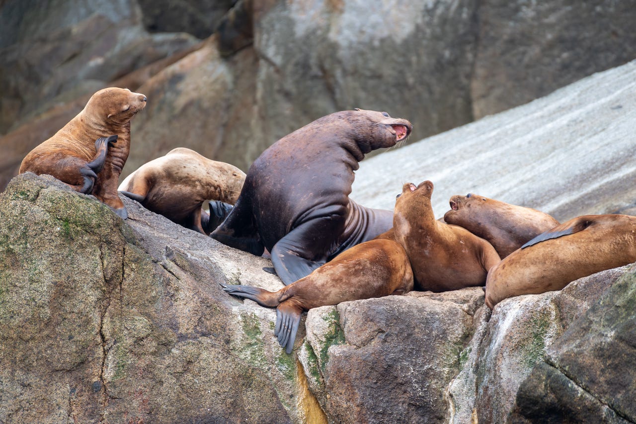 A group of Steller sea lions rests on large coastal rocks in Resurrection Bay. Most of the animals are lying close together, their brown bodies pressed against the stone, while one large male in the center raises his head and opens his mouth as if roaring. A smaller sea lion sits upright on the left, scratching with a flipper. Behind them are steep gray and brown rock faces.