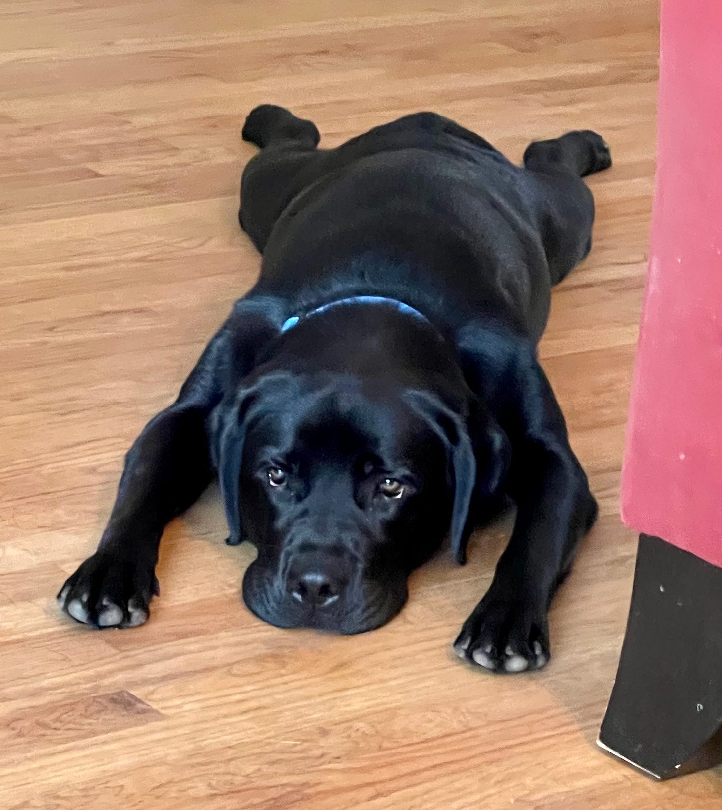 A black dog lying on the floor

Description automatically generated