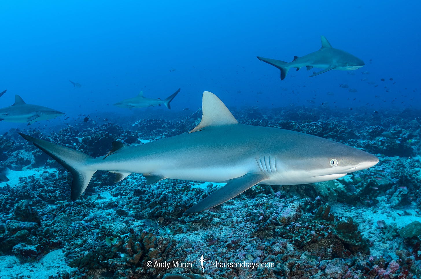 Grey Reef Shark - Carcharhinus amblyrhynchos Grey Reef Shark - Carcharhinus amblyrhynchos