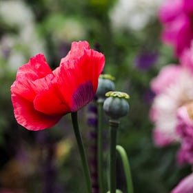 Simple Joys & Inspirations | June 2026