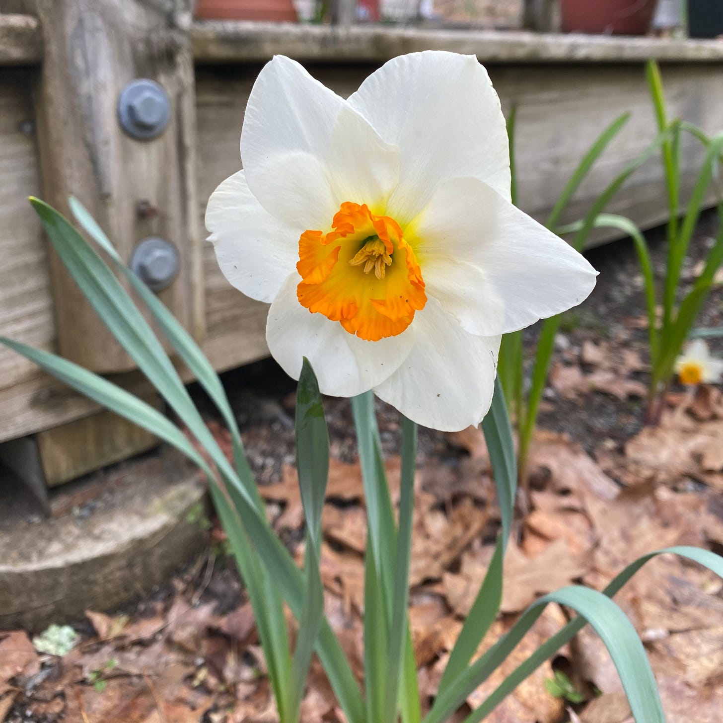 Closeup of a white daffodil with an orange center in my garden.