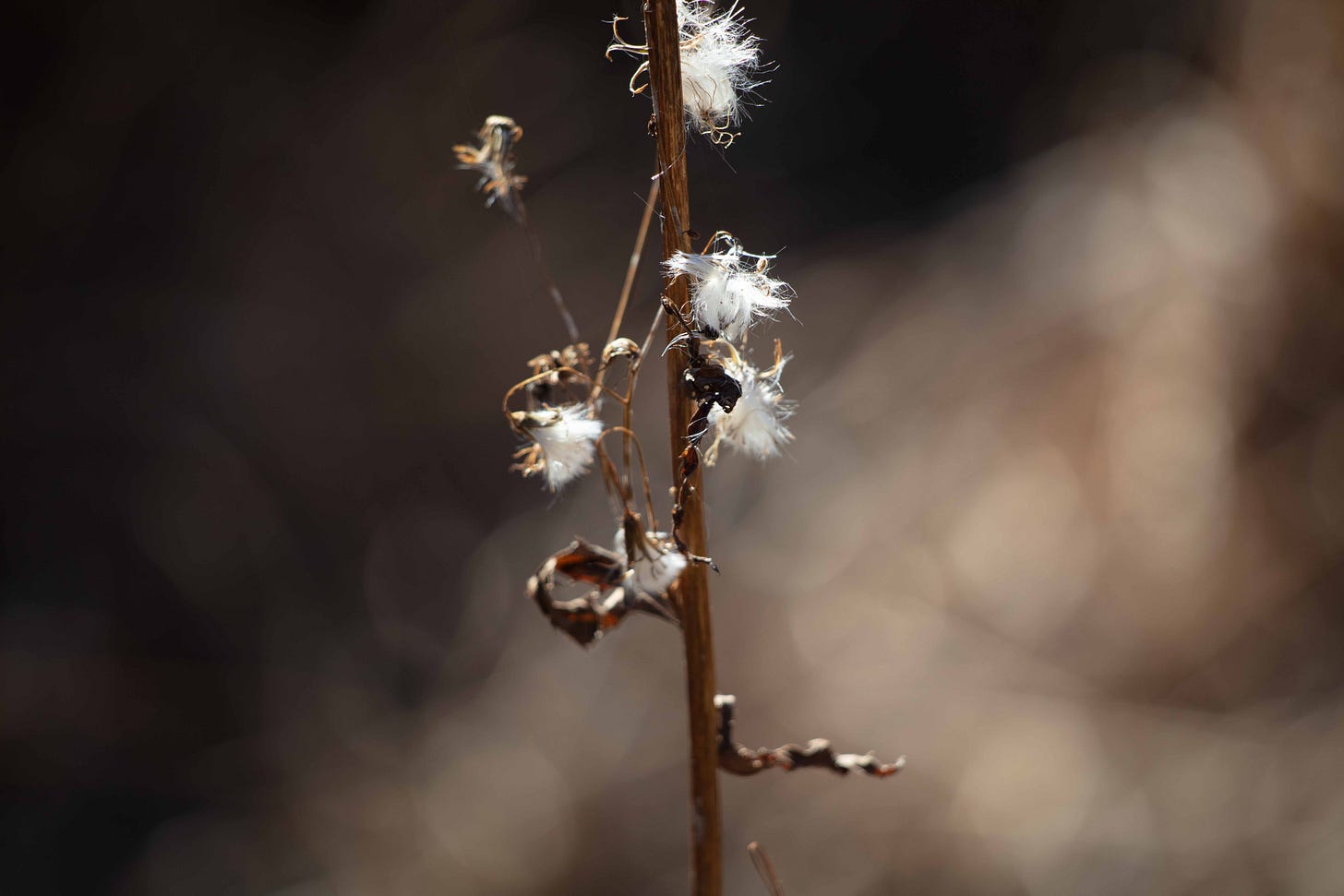 A closeup of a brown plant stem with flower heads of wispy, white fluff that glows in the sunlight