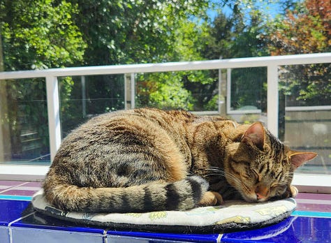 kitty sleeping