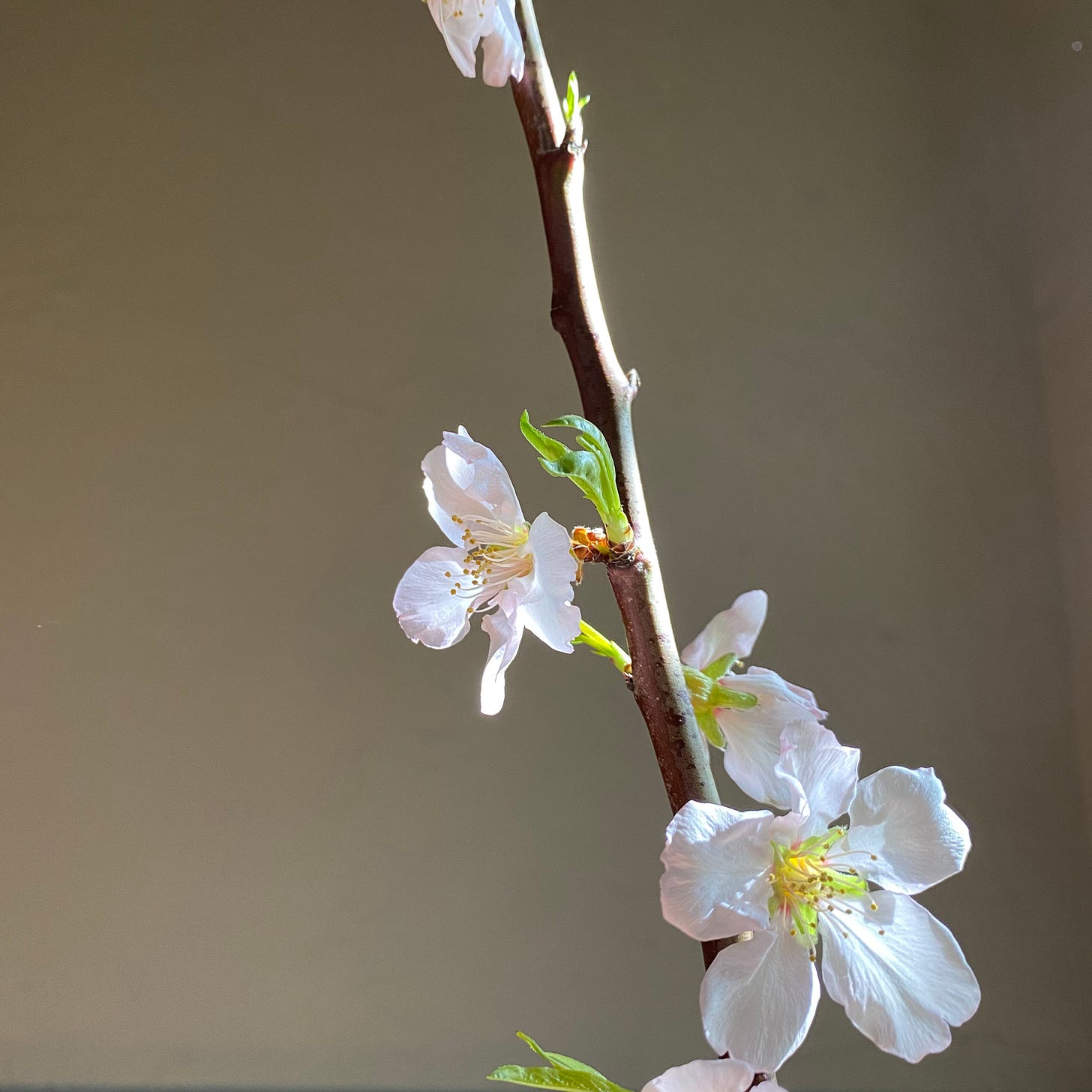Spring cherry blossoms | Photo by MB (c) 2021