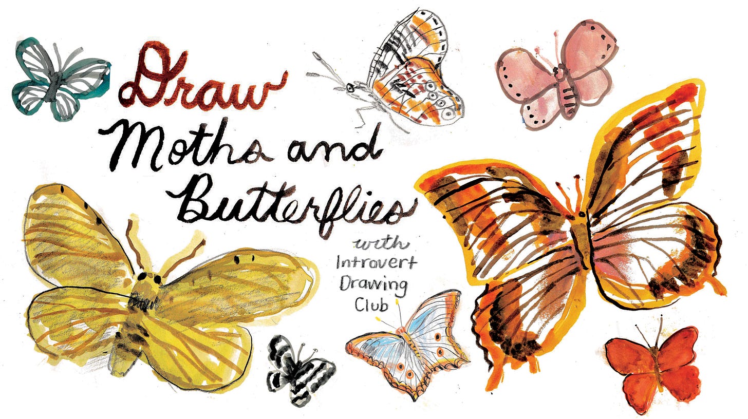 moths and butterflies with Introvert Drawing Club