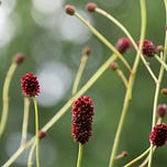 The Wildlife Garden Podcast