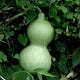 gourds and ghosts