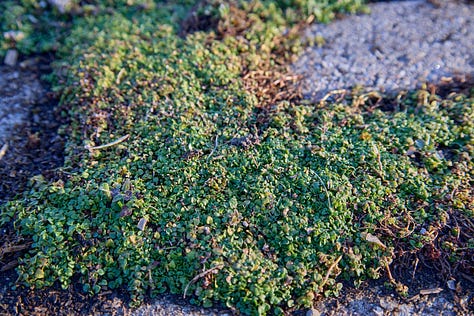 various morning shots of perennial herbs coming up in spring