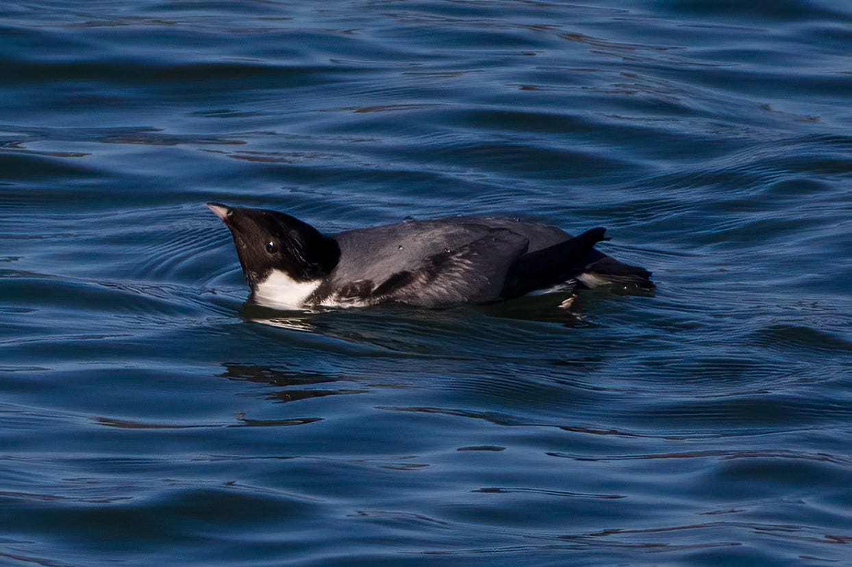An ancient murrelet floating in dark blue water, calm but with a few gentle waves that bend the water and create pretty dark shadowy shapes. The murrelet is shown in profile, facing the left of the frame. It is a medium-sized bird, but small for a seabird, with a plump body, its form sort of blocky. This is emphasized by the way the bird's neck is tucked in, so that the head, tilted to look slightly skyward, seems to be attached directly to the squat back at a 45 degree (or so) angle. The bird has a black head, bright black eye, short, stout, pointed bill, white throat, and dark gray body, wings folded and pointing back and slightly upwards. The bird is called an "ancient" murrelet because the folded gray wings and gray back supposedly look like a shawl that an old person would wear. 