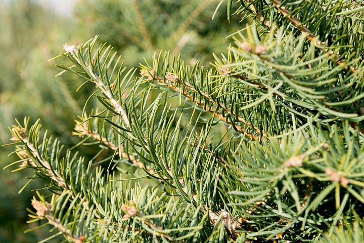 Images of Christmas trees in sales lots, in piles, and in a boat 