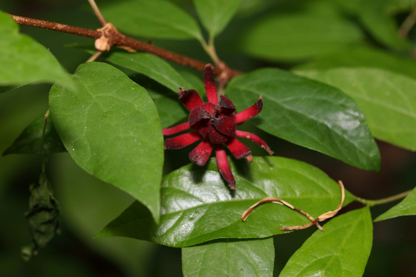 The bright wine-red flower of Carolina sweetshrub with many strap-like tepals, some loosely folded in the center of the flower and others radiating outward. The flower is in the center of the photo and surrounded by broad, bright green leaves, ovate and tapering to a point. Some of the leaves shine where they catch the light of the camera's flash. The bright wine-red flower of Carolina sweetshrub with many strap-like tepals, some loosely folded in the center of the flower and others radiating outward. The flower is in the center of the photo and surrounded by broad, bright green leaves, ovate and tapering to a point. Some of the leaves shine where they catch the light of the camera's flash.