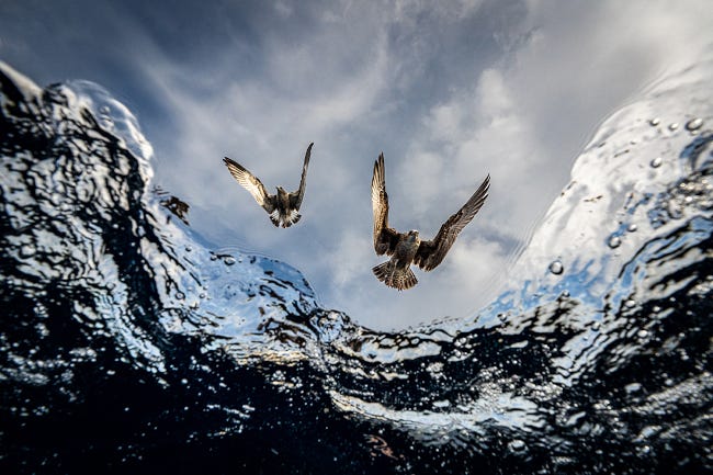 Photo prise en contre plongée. Nous sommes au niveau d'une mer argentée, surmontés par deux goélands aux ailes déployées qui semblent prêts à fondre sur nous en piqué.