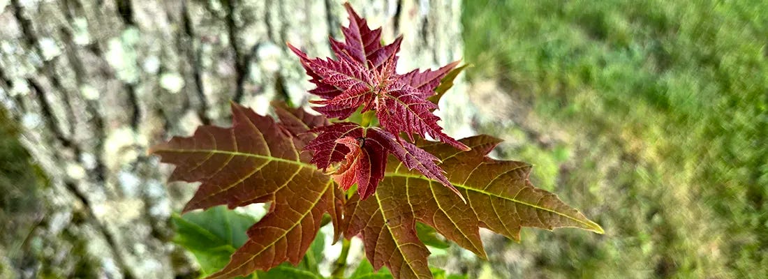 Close-up of a young sugar maple sapling with red and green leaves, growing in a natural outdoor setting with blurred greenery in the background.
