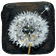 Dandelion Seeds: Illustrated Essays