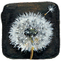 Dandelion Seeds: Illustrated Essays
