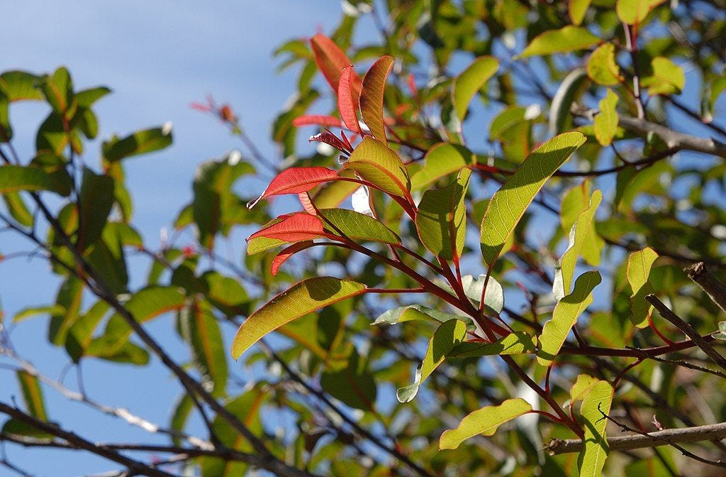 New leaves showing red color on Laurel Sumac (Malosma laurina) New leaves showing red color on Laurel Sumac (Malosma laurina)